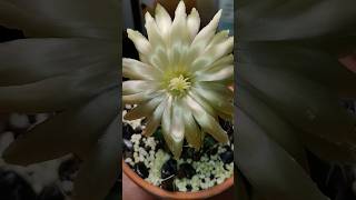 Echinocactus grusonii первое домашнее цветение [upl. by Entsirhc]