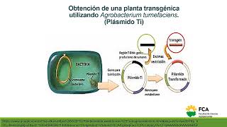 Recombinación Artificial Ingeniería Genética Parte 3 [upl. by Ivey]