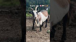 Workaway on the farm motorhomelife workaway wales farmlife [upl. by Lellih693]