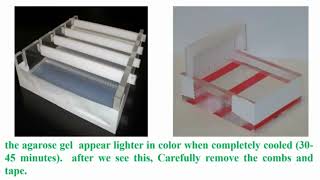 Casting Agarose Gel Electrophoresis [upl. by Kathe]