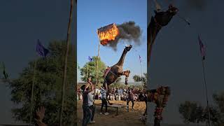 camel dance in dance competition todpura [upl. by Milda]