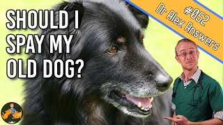 Spaying an Older Dog  is it Safe and are there Benefits  Dog Health Vet Advice [upl. by Efioa]