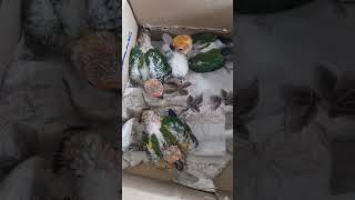 Sun conure hand feeding chicks at low pric bird trendingshorts viralshort 🤯😱 [upl. by Norahs]