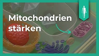 Mitochondrien stärken  So gehts  Diabetes behandeln  Martin Krowicki [upl. by Rebmit]