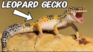 Leopard Gecko Care  Beginners Guide [upl. by Kinsler]