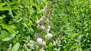 Meet Meadowsweet A Super Gorgeous Native Shrub [upl. by Essilrahc976]