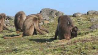 Geladas in the Simien Mountains  high res [upl. by Supple]