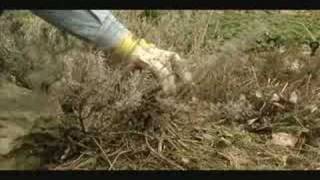 How to prune Lavender [upl. by Deloris]