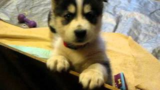 Husky Puppies at 5 weeks old whining for attention [upl. by Aicilev38]