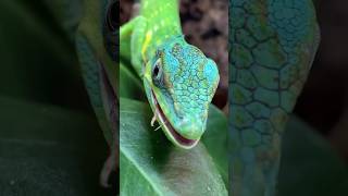 Lagarto de Anolis Cazando 🦎 animales [upl. by Lotta]