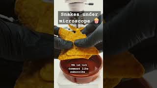 Snacks🍿 under microscope 🔬 Shocking 😳 results 💯 science lab laboratory scienceclass foryou [upl. by Enala]