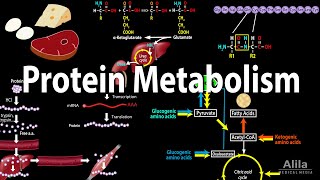 Protein Metabolism Overview Animation [upl. by Nesta672]