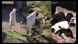 Oiseau Tyson  un véritable conte de fée avec les animaux aide aux sdf durant lhiver 😍😍😍 [upl. by Einahpit]