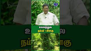 என் மிளகு தான் நம்பர் 1  Balusamy  Pepper farming in Plains  Pepper cultivation pepper farmer [upl. by Etireuqram]