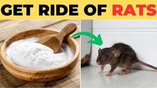 How To Get Rid of Rats within 10 Min Home Remedy [upl. by Zetnod104]