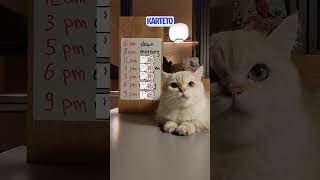 LEARN THE TIMES OF DAY learnenglish cat englishlearning englishvocabulary catenglish time [upl. by Aiouqahs]