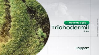 Modo de Ação Trichodermil Trichoderma harzianum 1306 em grãos [upl. by Bakki]