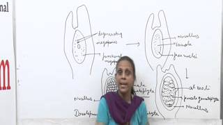 Pinus Lecture BSc Botany by Dr Anupama Goyal [upl. by Pronty]