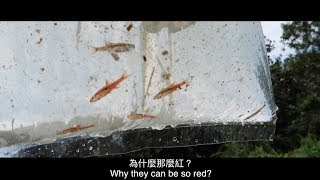 Boraras urophthalmoides in Malaysia stream 馬來西亞也有玫瑰小丑灯！ [upl. by Ainegue]