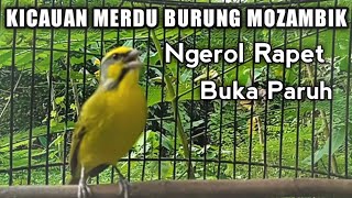 Kicauan Merdu Burung Mozambik Gacor  Nembak Ngerol Buka Paruh [upl. by Ober22]