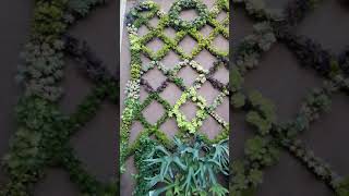 Amazing succulent wall [upl. by Jeannine427]