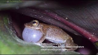 Surrounded by hundreds of coqui frogs  24 minutes [upl. by Erusaert]