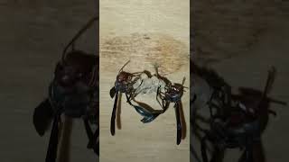 how my pet thread waisted wasps groom protect larvae in paper nestaircraft birds chirp soundsviral [upl. by Drofub]