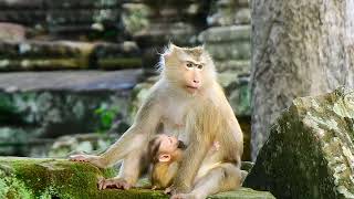 Mother Monkey’s Unbreakable Bond Keeping Her Baby Safe at All Costs [upl. by Nama641]