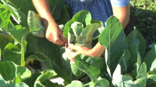 Gardening Tips and Tricks How To Blanch your Cauliflower [upl. by Einatsed]