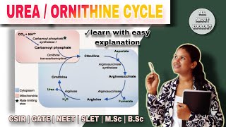 ORNITHINE Cycle Mechanisms  Formation of Urea  Urea Cycle Mechanisms  Cellular Pathway [upl. by Suirada]