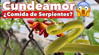 ¿Es el Cundeamor Comida de Serpientes ¿Cómo Utilizar Esta Planta [upl. by Jeaz]