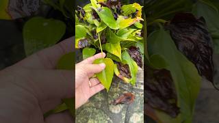 Anthurium roots super fast [upl. by Louisa]