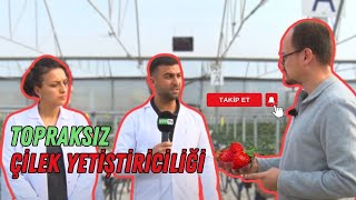 TOPRAKSIZ ÇİLEK YETİŞTİRİCİLİĞİNDE HASAT ZAMANI  MODERN TARIM [upl. by Hertzfeld]