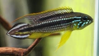 Apistogramma agassizii quotTefeMuttonzinhoquot 鏡に向かってフィンスプレッド [upl. by Aiuqal617]