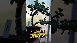 Available Jade Bonsai JRsale 67 jadeplant jadebonsai bonsai [upl. by Harriott]