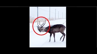 Deer Carries The Decapitated Head Of Another Deer In Its Antlers In Wild Video [upl. by Llenaj]