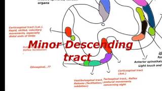 Reticulaospinal  vestibulospinal tectospinal rubrospinal descending autonomous fibers [upl. by Nebur]