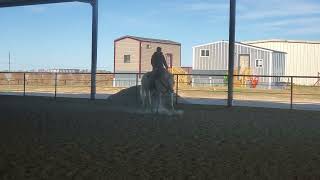 Poco VistaElegant Magic quotTallyquot 2018 Appaloosa mare for sale [upl. by Griffy]