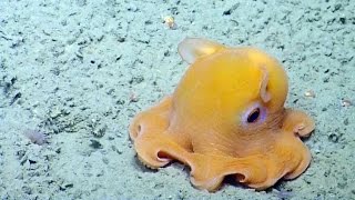 Shy Octopus Hides Inside Its Own Tentacles  Nautilus Live [upl. by Nosrac]