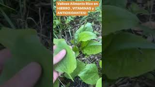 Esta PLANTA Es Un SÚPER ALIMENTO Si La Ves Tienes Suerte [upl. by Kidder932]