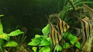 Pterophyllum altum Rio Içana [upl. by Audun]