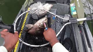 TRIPLETAIL fishing in Tampa Bay None stop action viral fishing [upl. by Salem]