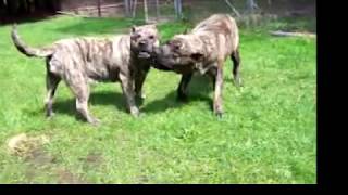 Presa Dogo Canario De la Arena AVD eV Oso amp Elly CharacterTemperament HealthTyp [upl. by Vola174]