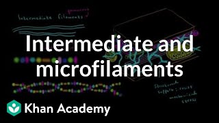 Microfilaments and intermediate filaments  Cells  MCAT  Khan Academy [upl. by Allisirp]