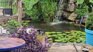 Goldfish Swimming in Our Backyard Pond [upl. by Shawnee]