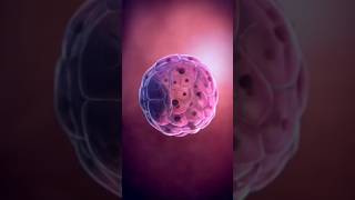 Fertilization part 2💕shorts youtubeshorts science [upl. by Atsuj]