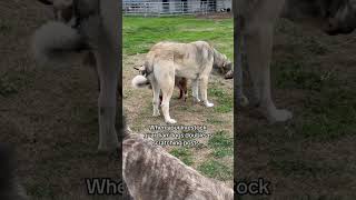 Bucky takes full advantage of the livestock guardian dogs [upl. by Siuqram]