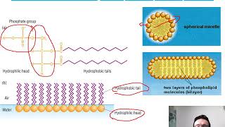 Mr Phillips A Level Biology 25 Membranes [upl. by Rukna876]