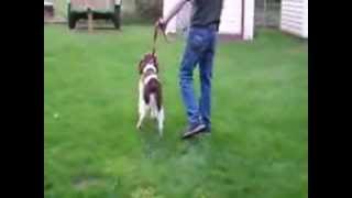 Dominate Aggression Springer Spaniel [upl. by Mariande825]