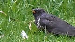 Cape Wagtail feeding CUCKOO chick [upl. by Dhaf]